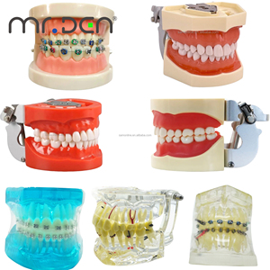 Modèle d'Enseignement <span class=keywords><strong>Dentaire</strong></span> Mr.Den 28/32 Pièces, Modèle de Mâchoire Standard pour l'Enseignement, Modèle <span class=keywords><strong>Dentaire</strong></span> en Résine, <span class=keywords><strong>Appareil</strong></span> Oral pour l'Implantation, pour la Démonstration d'Enseignement, CE - Product Image 6