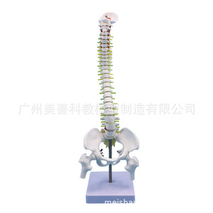 Squelette de simulation pédagogique : modèle de colonne vertébrale de 45 cm avec modèle d'os de jambe, spécimen de squelette humain à l'échelle 1:1, vertèbres lombaires. - Product Image 4