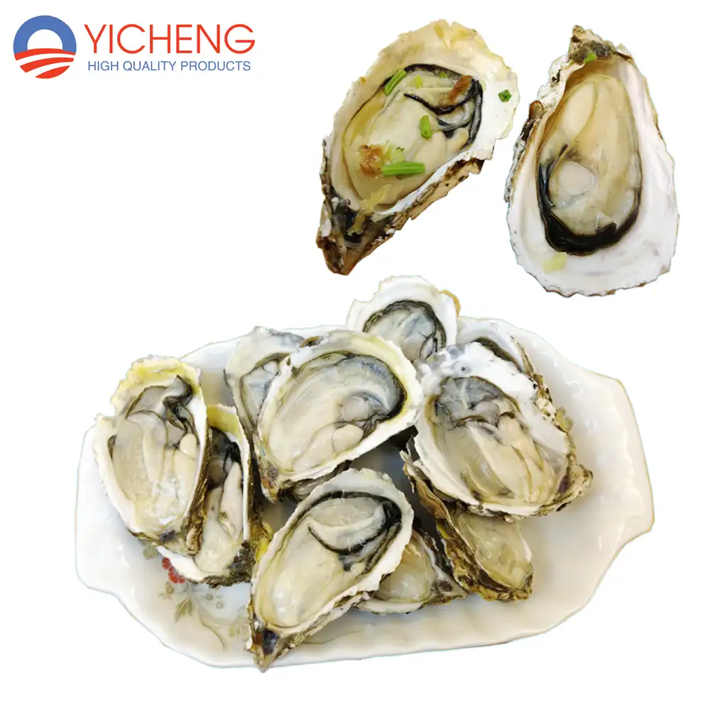 IQF Frozen Half Shell Oyster Wholesale Seafood Raw Shellfish 154-158/Carton(9kg/Carton)
