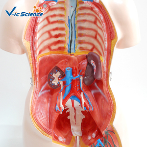Cuerpo Humano, anatomía, Torso, anatómico, humano, modelo 85CM, Unisex, 40 Partes <span class=keywords><strong>para</strong></span> enseñar - Product Image 6