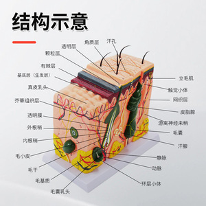 Modèle 3D agrandi de la structure du tissu cutané, anatomie stratifiée du corps humain, chirurgie esthétique et modèle capillaire - Product Image 2