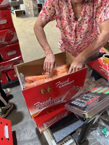 High Quality 2L 250-300g New Crop Orange Fresh Carrots 0.1kg Carton Shandong Farm-fresh Non-GMO Carefully <strong>Sorted</strong> Perfect - Product Image 4