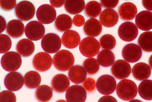 Purelife gıda sınıfı Redalgae yosun Microalga Haematococcus Pluvialis özü 2% 3% 5% 10% astaksantin toz