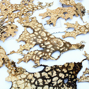 Feuilles de puceau d'Inde (Lungwort) pressées et séchées, naturelles, pour l'art de la résine, le nail art, le scrapbooking, les marque-pages et les créations artisanales - Product Image 1