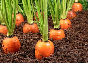 ปุ๋ยอินทรีย์กรดอะมิโนฮิวมัส NPK ชนิดเม็ด ไม่ทำร้ายราก เหมาะสำหรับผักใบเขียวในงานเกษตร - Product Image 5