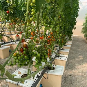 Sistema de cultivo de calabaza de tomate hidropónico Sistema de cubo holandés para plantas tubo de PVC cuadrado