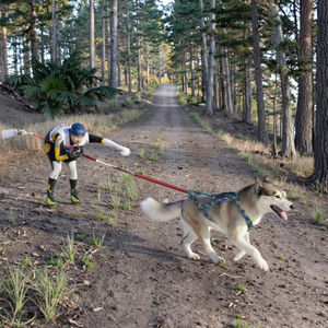 調整可能な屋外ネオプレンパッド無しプル無し大型犬用ハーネスそり犬用トレーニングハーネスアラスカ州マラミュート & シベリアンハスク - Product Image 5