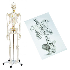 Modelo de esqueleto humano con nervios espinales y arteria carótida, 176 cm, esqueleto grande de simulación de plástico 1:1, para enseñanza médica - Product Image 1