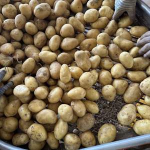 2025 nouvelle culture <span class=keywords><strong>pomme</strong></span> <span class=keywords><strong>de</strong></span> <span class=keywords><strong>terre</strong></span> <span class=keywords><strong>pomme</strong></span> <span class=keywords><strong>de</strong></span> <span class=keywords><strong>terre</strong></span> fraîche vente en gros <span class=keywords><strong>pomme</strong></span> <span class=keywords><strong>de</strong></span> <span class=keywords><strong>terre</strong></span> fraîche - Product Image 6