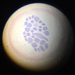 1 조각 남성 <span class=keywords><strong>Ascaris</strong></span> lumbricoides 기생충 준비 슬라이드 도매 공급 업체 - Product Image 2