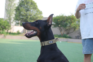 Collier pour animaux de compagnie tactique robuste berger allemand fermoir en métal à dégagement rapide collier de chien de formation poignée de contrôle antidéflagrante - Product Image 6
