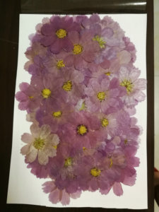 Real Dried Pressed Flower <strong>Calliopsis</strong> Cosmos Dyed Lilac With Natural Heart - Product Image 5