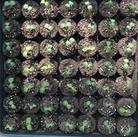 Blocs de démarrage de semis en tourbe de coco, écologiques, biodégradables, prêts à l'emploi, bonne aération, pour la culture des plantes, utilisation en pépinière