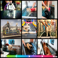 Unterwasser-Laufband für Hunde zur Hydrotherapie und Lauftraining, Wiederverwendbar, Edelstahl, CE-Zertifiziert mit Einstellbarer Geschwindigkeit