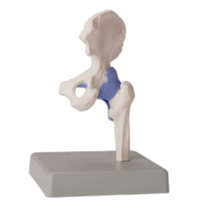 ADA-A2027 Maniquí en Miniatura de Cadera, Codo, Hombro y Rodilla, 1/2 Tamaño Real, 4 Partes, para Estudiantes de Medicina - Product Image 2