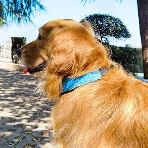 आरामदायक नरम अस्तर पालतू जानवरों के कॉलर के लिए स्टाइलिश टिकाऊ नायलॉन चिंतनशील कुत्ते कॉलर - Product Image 2