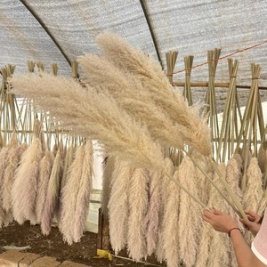 Moon Yu En gros Herbe de la <span class=keywords><strong>Pampa</strong></span> séchée volumineuse et moelleuse <span class=keywords><strong>beige</strong></span> crème, style Ins, écologique, décoration de Noël <span class=keywords><strong>pour</strong></span> vases, salon, style bohème - Product Image 4