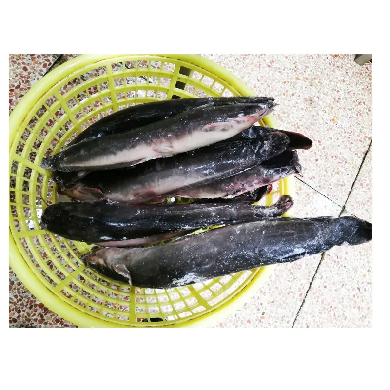 Alta Qualidade Africano Tropical Catfish Grelhado