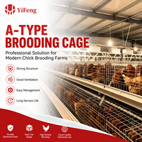 Cage d'élevage de type A, galvanisée, avec système d'alimentation automatique pour l'élevage commercial de volailles, équipement d'élevage de poussins pondeurs
