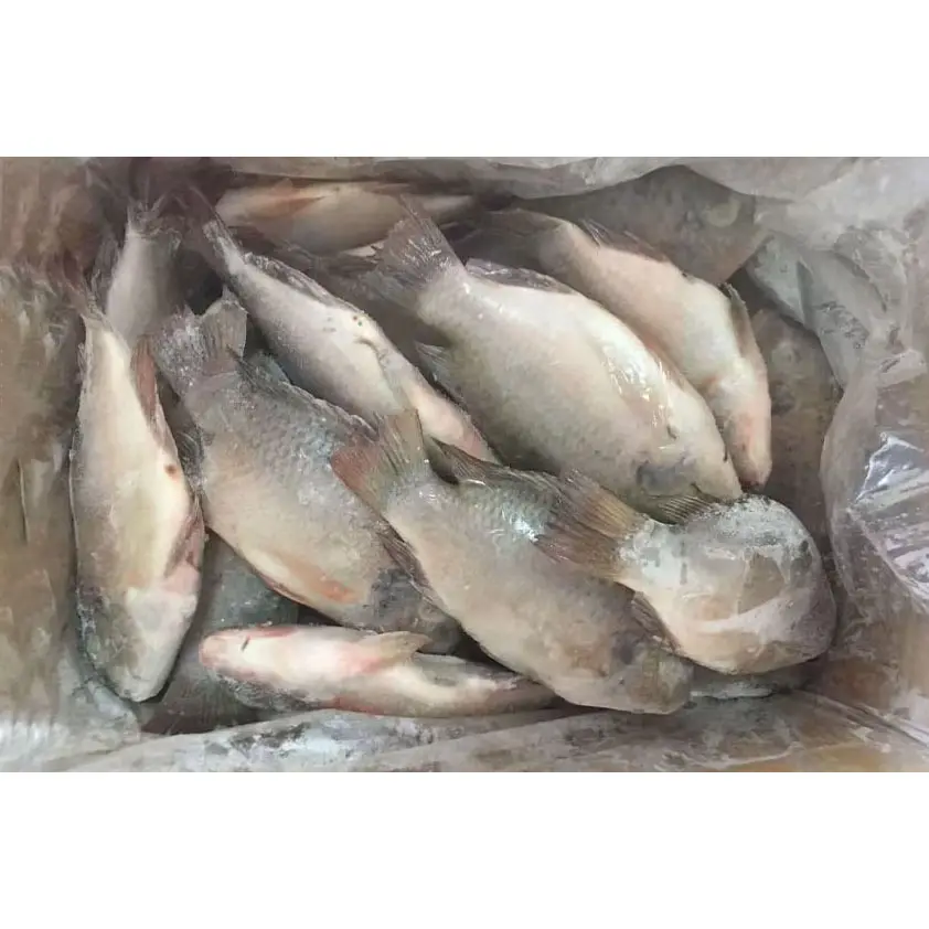 China exportación todo redondo IQF IWP comprador granja criada congelado negro tilapia pescado congelado tilapia pescado precio