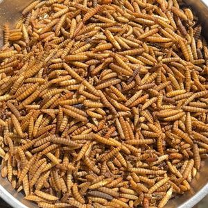 Insectos de Mosca <span class=keywords><strong>Soldado</strong></span> Negra Secados en Microondas para Alimento de Hámsteres y Tortugas, Alimento Nutritivo Esencial de Shandong <span class=keywords><strong>Universal</strong></span> - Product Image 3