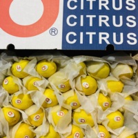 Citron aigre juteux chinois de haute qualité