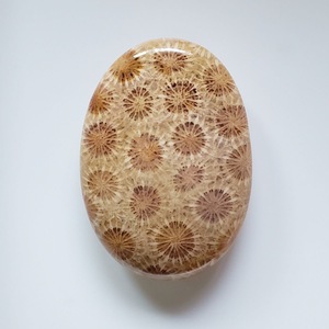 Coral Fósil Natural de Alta Calidad, Cabujón de Formas Variadas, Gema Suelta, Piedra Pulida a Máquina para Joyería y Anillos, Wicca Reiki - Product Image 3
