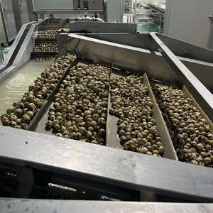 Idéal pour les plats et les collations, pelés et frais, œufs de caille chinois pelés, nouvelle récolte 2026, vente en gros directe en vrac - Product Image 4