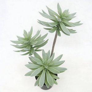 ต้นเอโอเนียมล็อตัสประดิษฐ์ 3 หัวในกระถางพลาสติกสีดำ ต้นไม้ประดิษฐ์ ต้นไม้ปลอมสำหรับตกแต่งบ้านและสวน - Product Image 5