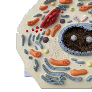 Modèle d'enseignement d'expériences biologiques, <span class=keywords><strong>assistant</strong></span> d'enseignement visuel, modèle de structure submicroscopique des cellules animales - Product Image 2