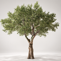 Arbre d'olivier artificiel sur mesure SP de 10 pieds de haut, fabriqué en fibre de verre avec des branches en plastique, arbre d'olivier pour la décoration de jardin