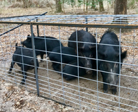 Trampas de caza humanas con red y jaula para el control de animales grandes, trampas para animales vivos, trampas para jabalíes y cerdos, trampas para animales salvajes