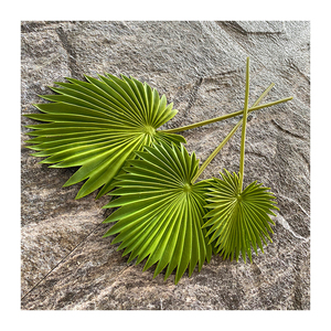 พัดลมเดี่ยวผลิตจาก Pu,พัดลมผลิตจากพลาสติกเทียมทันสมัย - Product Image 2