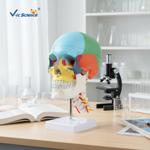 Modelo profesional de cráneo y columna <span class=keywords><strong>cervical</strong></span> coloreados, herramienta de enseñanza de anatomía humana - Product Image 5