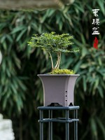 Pot de fleurs en résine pour jardin, style chinois minimaliste, avec plusieurs trous de drainage, pour orchidée de la baie rouge à feuilles fines