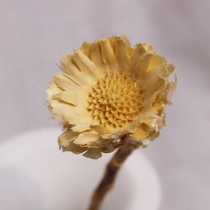 Chrysanthèmes séchés préservés, 10 tiges, pour décoration maison, mariage, Pâques, vente en gros personnalisée, directement de l'usine - Product Image 5