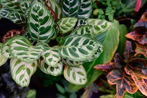 Collection Premium Authentique de Calathea – Plante Exotique Tropicale 'Prayer Plant' à 10 Feuilles – Décoration Intérieure Fraîche et Ornamentale – Plante Vivante Botanique - Product Image 1