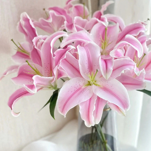 Lys de la <span class=keywords><strong>Sorbonne</strong></span> de qualité supérieure - Rose et blanc pour bouquets - Product Image 5