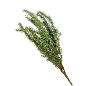Branches <span class=keywords><strong>de</strong></span> <span class=keywords><strong>romarin</strong></span> en gros, fleurs naturelles cultivées en eau, pour arrangements <span class=keywords><strong>de</strong></span> table occidentale multi-occasions, vert - Product Image 1