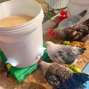Aditivo para Alimentos en Polvo de Concha Blanca Natural (Carbonato de Calcio de Grado Alimenticio) Previene la Deficiencia de Calcio, Ósteoporosis y Escaras en Aves de Corral - Product Image 3