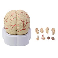 Modello anatomico del cervello umano staccabile, modello delle regioni del cervello codificate a colori e dei vasi sanguigni cerebrali per l'insegnamento della neurologia medica