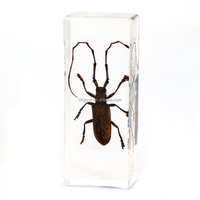 Presse-papiers en résine personnalisé avec spécimen animal intégré, artisanat en résine, insecte naturel, coléoptère, spécimen réel unique