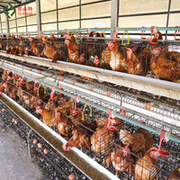 Cage à poules automatique de type A 2025, avec acier galvanisé à chaud antirouille, pour utilisation commerciale en ferme