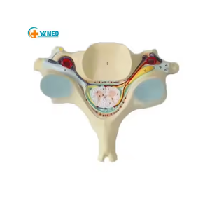 การฝึกอบรมการตรวจโรคอัมพาตอักเสบจากวิทยาศาสตร์การแพทย์ เครื่องมือทางการแพทย์ แบบจำลองการตัดต่อไขสันหลัง - Product Image 1