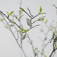 Branches de saule artificielles réalistes de 96 cm, fausses brindilles séchées pour décoration d'arche de mariage, style printanier, design de plafond pour salon et café