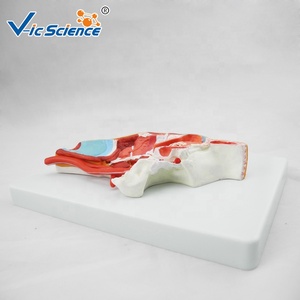 Modelo Anatómico de Cabeza Humana, Sección Sagital, Nervio Craneal, Estructura Vascular, para Enseñanza de Neurología y Estomatología en Facultades de Medicina - Product Image 3