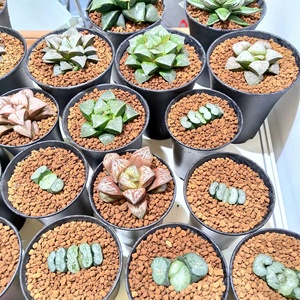 Granulés d'akadama de qualité supérieure 3-6 mm 9-12 mm, terre aérée pour mélange de potage pour plantes succulentes pour prévenir la pourriture des racines - Product Image 5