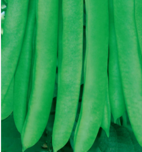 Reine des haricots de toutes saisons - Product Image 3