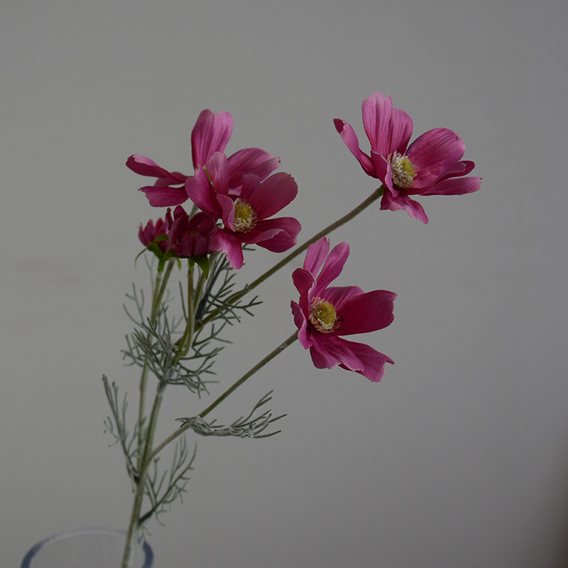 Rose garance