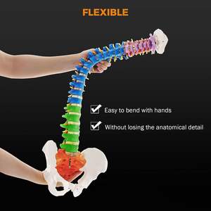 Modelo Anatómico de Mini <span class=keywords><strong>Columna</strong></span> Vertebral Humana Coloreada y Flexible, Modelo de <span class=keywords><strong>Esqueleto</strong></span> de la Espina Dorsal, Modelos de Anatomía con Arteria Vertebral - Product Image 2